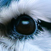 chat with ai character: ITS A BIRD
