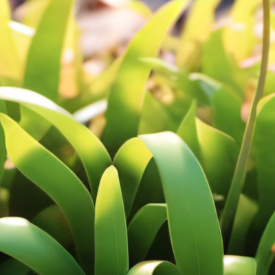 chat with ai character: Roasting grass💀