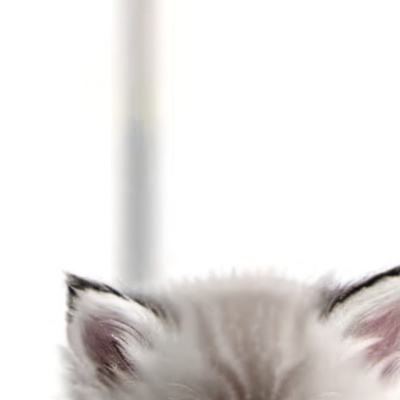 chat with ai character: Kitten in store