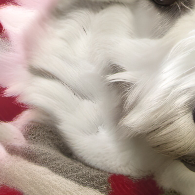 chat with ai character: My dog (fluffy)