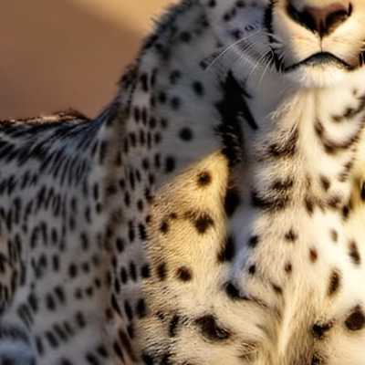 chat with ai character: Cheetah 