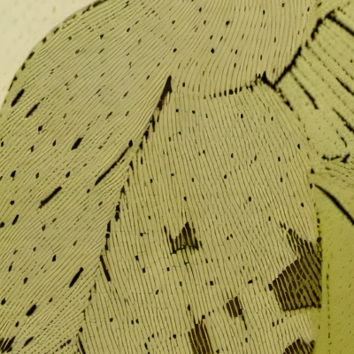 chat with ai character: Yaelokrae 